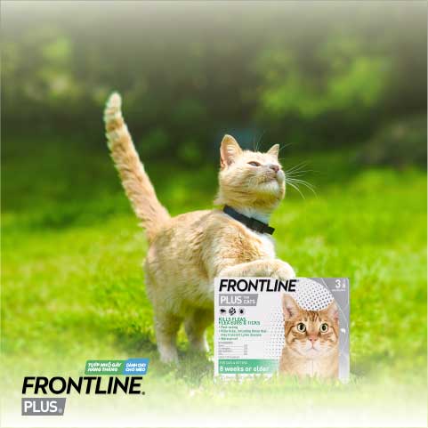 Frontline - Plus - Cat