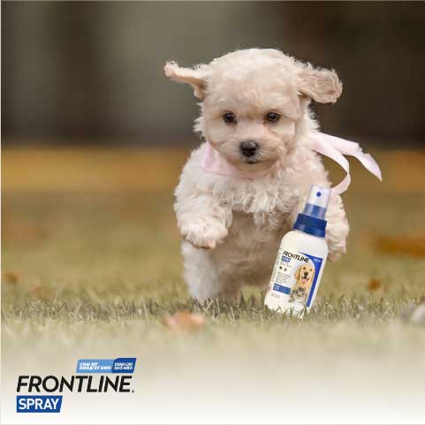 Frontline Spray