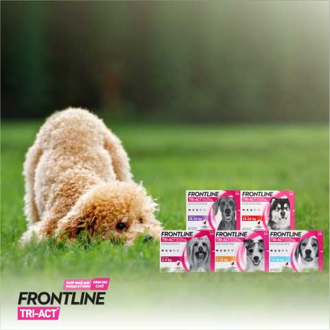 Frontline-Triact-Product